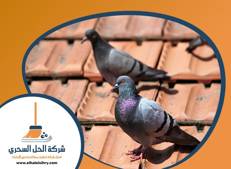 شركة مكافحة الحمام في راس الخيمة