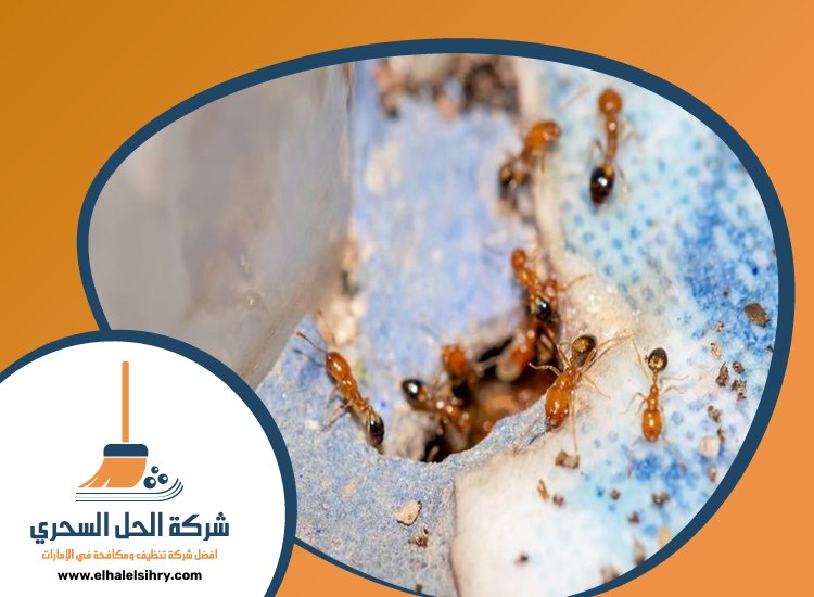 شركة مكافحة الرمة
