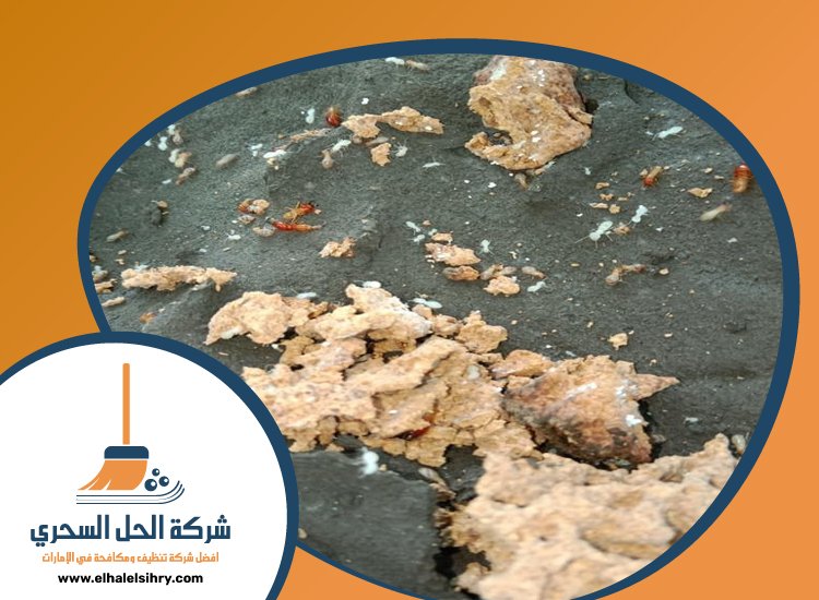 شركة مكافحة الرمة في الشارقة 5 شركة مكافحة الرمة في الشارقة