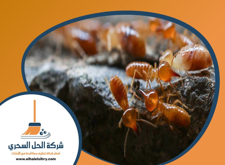 شركة مكافحة الرمة