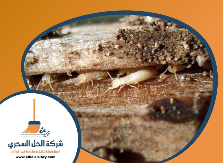 شركة مكافحة الرمة في الشارقة 4 شركة مكافحة الرمة في الشارقة