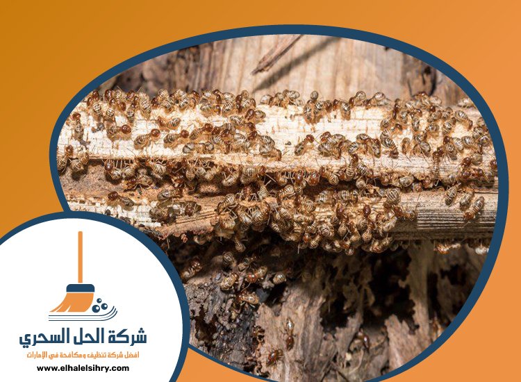 شركة مكافحة الرمة