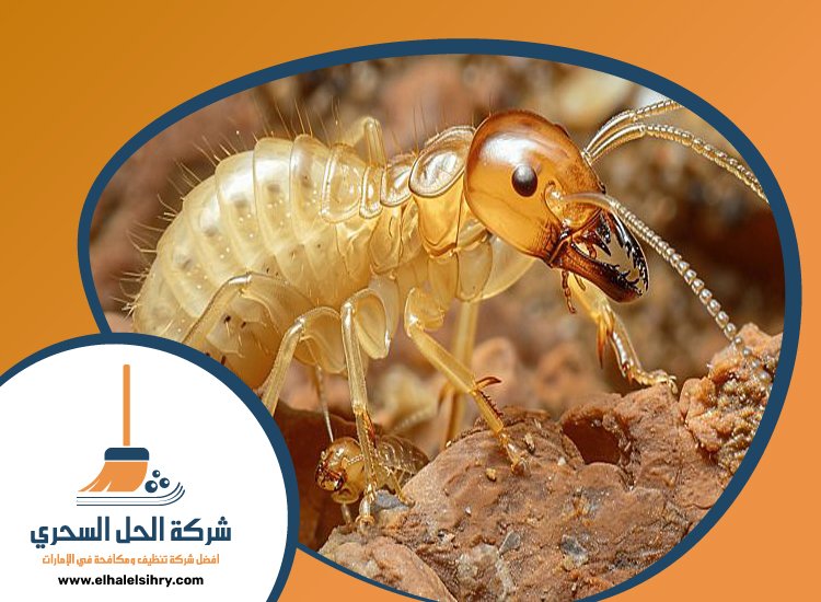 شركة مكافحة الرمة في عجمان 5 شركة مكافحة الرمة في عجمان
