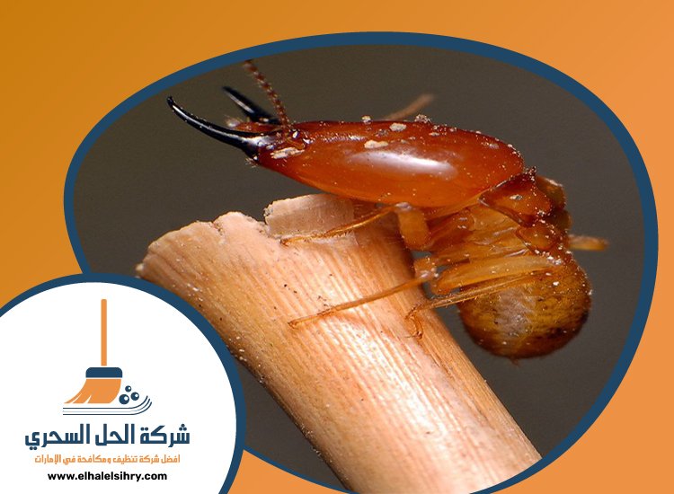 شركة مكافحة الرمة في عجمان 4 شركة مكافحة الرمة في عجمان