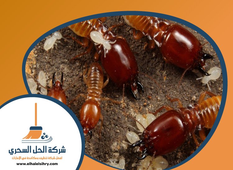 شركة مكافحة الرمة في الفجيرة 4 شركة مكافحة الرمة في الفجيرة
