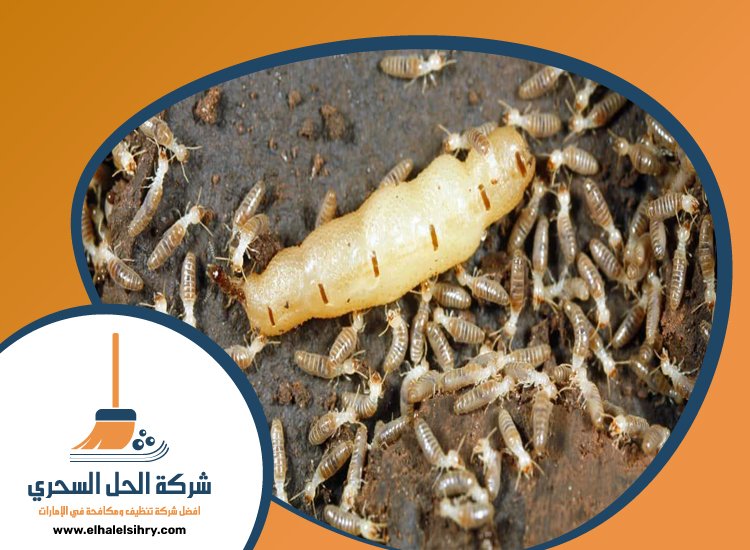 شركة مكافحة الرمة في راس الخيمة 4 شركة مكافحة الرمة في راس الخيمة
