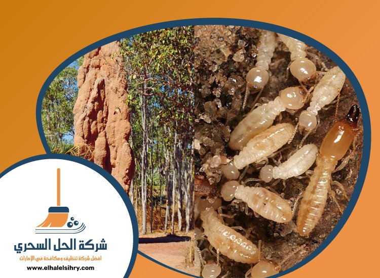 شركة مكافحة الرمة في راس الخيمة 5 شركة مكافحة الرمة في راس الخيمة