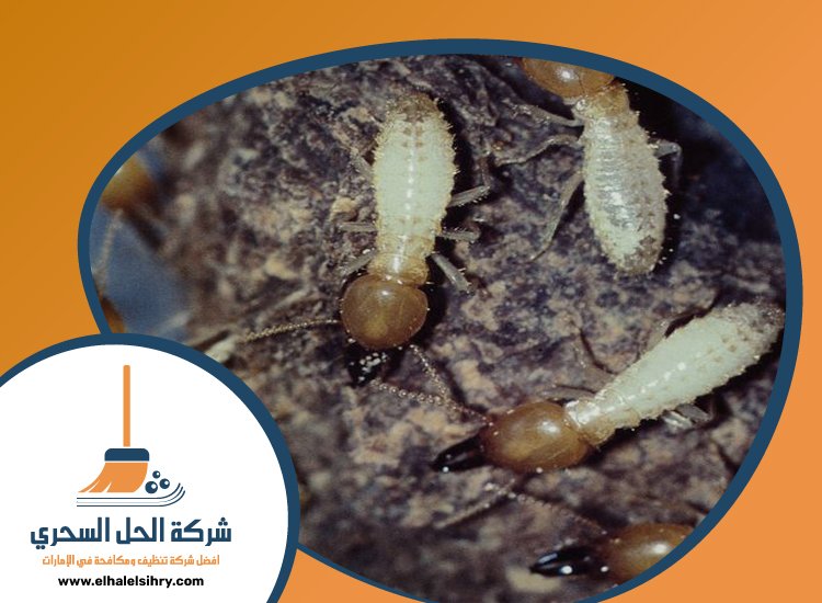شركة مكافحة الرمة في الفجيرة 5 شركة مكافحة الرمة في الفجيرة