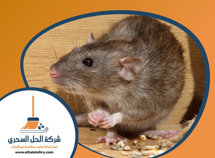 شركة مكافحة الرمة في ام سقيم