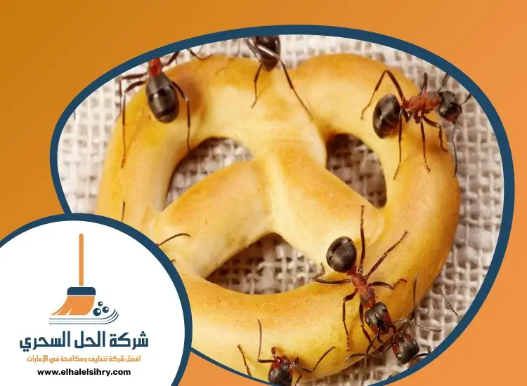 شركة مكافحة حشرات في البرشاء