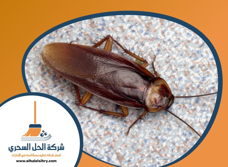 شركة مكافحة حشرات في البرشاء