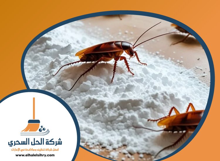 شركة مكافحة الصراصير في دبي 4 شركة مكافحة الصراصير في دبي
