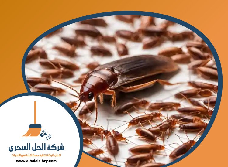 شركة مكافحة الصراصير في دبي 5 شركة مكافحة الصراصير في دبي