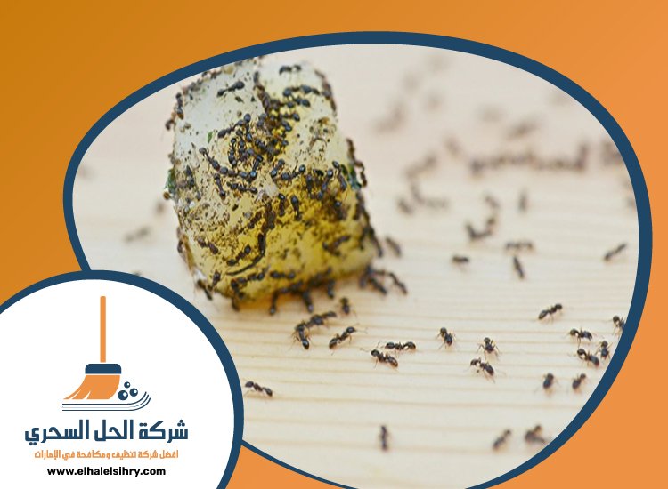 شركة مكافحة النمل في عجمان 5 شركة مكافحة النمل في عجمان