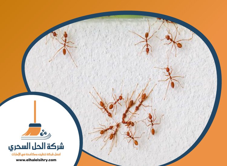 شركة مكافحة النمل في الفجيرة 5 شركة مكافحة النمل في الفجيرة