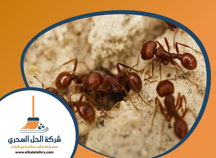 شركة مكافحة النمل في الفجيرة 4 شركة مكافحة النمل في الفجيرة