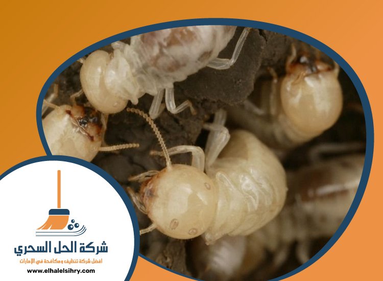 شركة مكافحة النمل في عجمان 4 شركة مكافحة النمل في عجمان