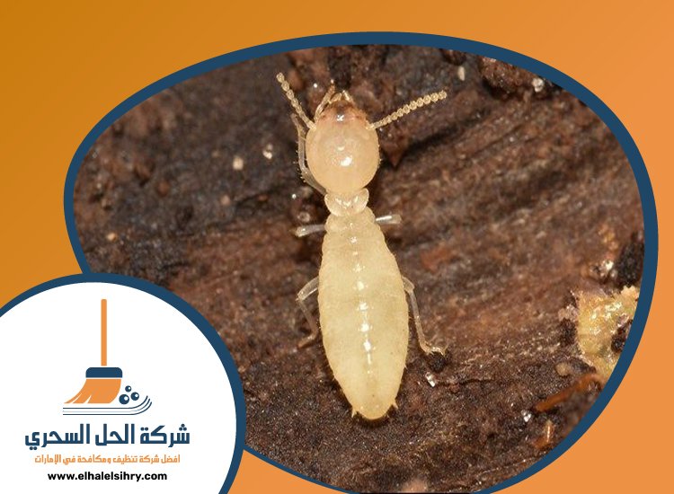 شركة مكافحة النمل في دبي 4 شركة مكافحة النمل في دبي