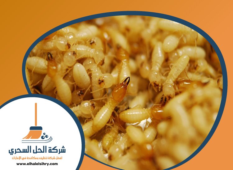 شركة مكافحة النمل