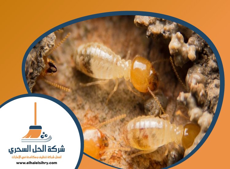 شركة مكافحة النمل في دبي 5 شركة مكافحة النمل في دبي