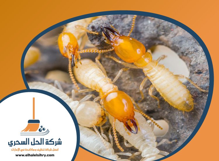 شركة مكافحة النمل