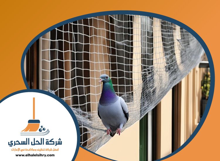 شركة مكافحة الحمام في الفجيرة 3 شركة مكافحة الحمام في الفجيرة