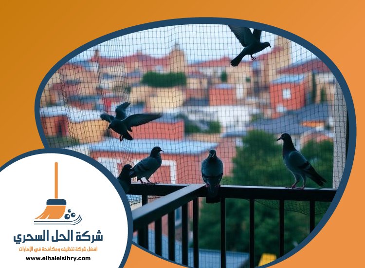 شركة مكافحة الحمام في الفجيرة 4 شركة مكافحة الحمام في الفجيرة