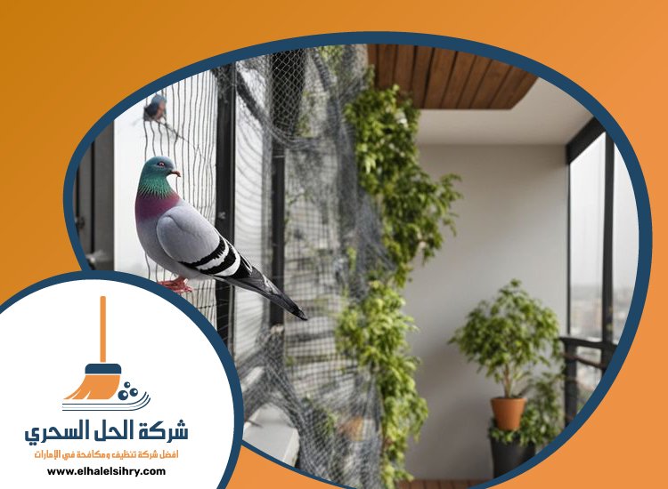 شركة مكافحة الحمام في الفجيرة 5 شركة مكافحة الحمام في الفجيرة