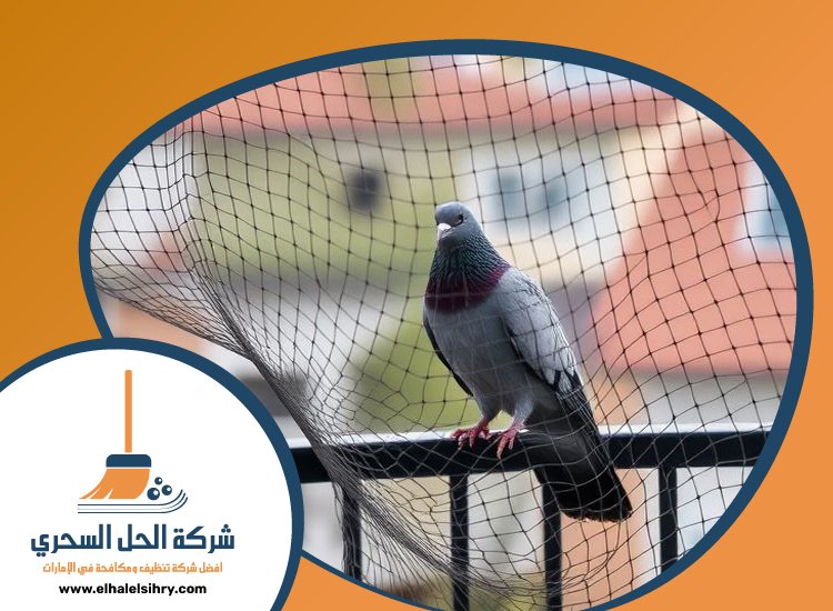 شركة مكافحة الحمام في دبي 3 شركة مكافحة الحمام في دبي