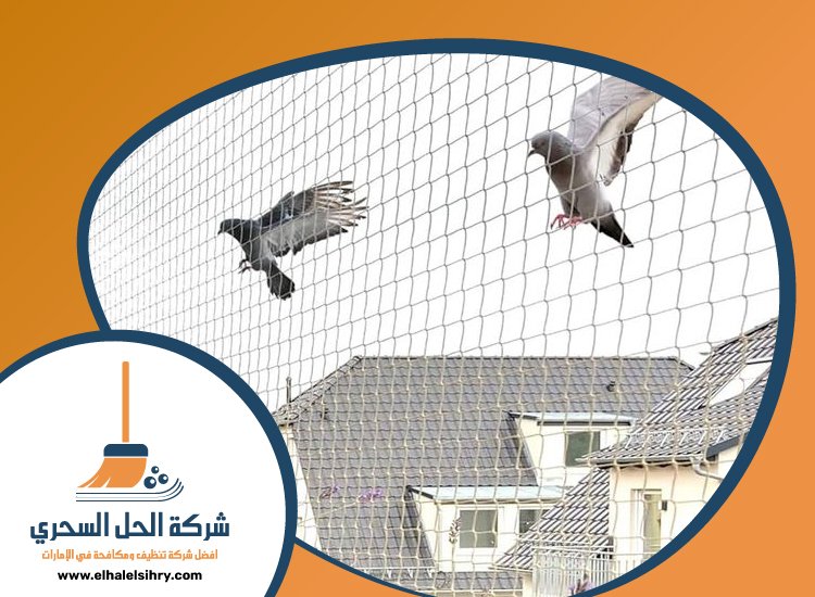 شركة مكافحة الحمام في دبي 4 شركة مكافحة الحمام في دبي