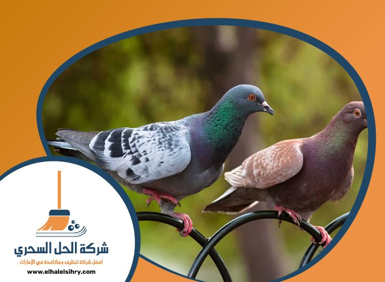 شركة مكافحة الحمام في دبي 5 شركة مكافحة الحمام في دبي