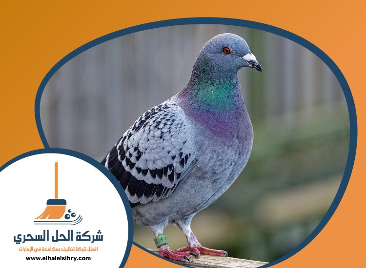 شركة مكافحة الحمام في الشارقة 3 شركة مكافحة الحمام في الشارقة