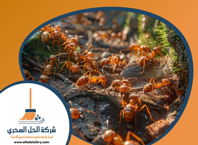 شركة مكافحة النمل في الشارقة 3 شركة مكافحة النمل في الشارقة
