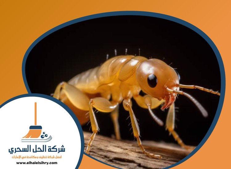 شركة مكافحة الرمة في دبي 5 شركة مكافحة الرمة في دبي