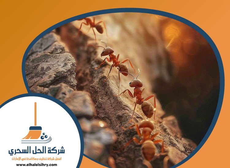 شركة مكافحة النمل في الشارقة 4 شركة مكافحة النمل في الشارقة