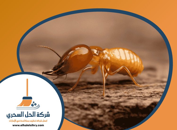 شركة مكافحة الرمة في دبي 3 شركة مكافحة الرمة في دبي