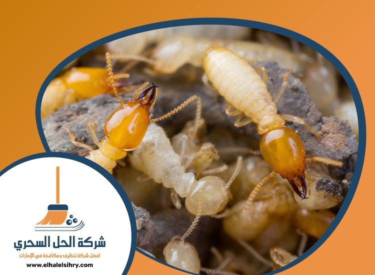 شركة مكافحة الرمة في الشارقة 4 شركة مكافحة الرمة في الشارقة