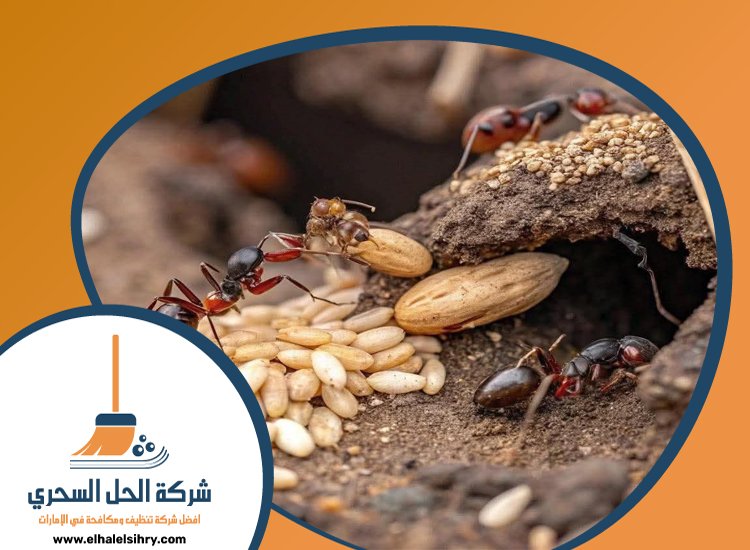 شركة مكافحة النمل في الشارقة 5 شركة مكافحة النمل في الشارقة