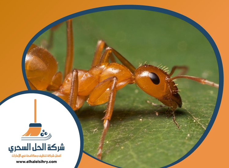 شركة مكافحة الرمة في الطوار 2 13