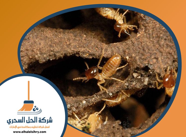 شركة مكافحة الرمة في الطوار 3 شركة مكافحة الرمة في الطوار