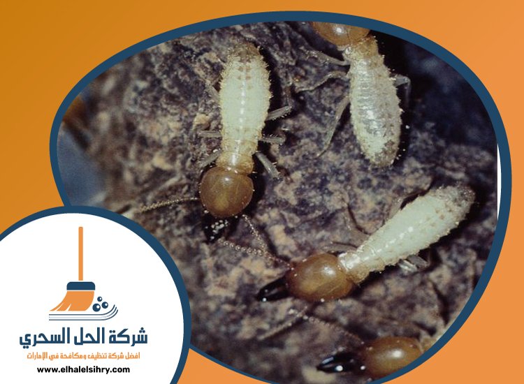 شركة مكافحة الرمة في الطوار 4 شركة مكافحة الرمة في الطوار