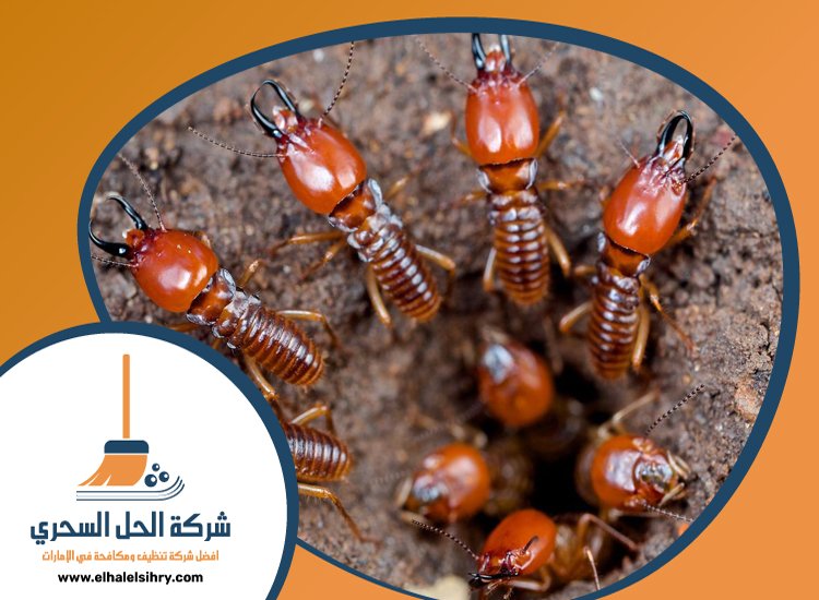 شركة مكافحة الرمة في الطوار 5 شركة مكافحة الرمة في الطوار