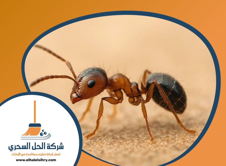 شركة مكافحة النمل في رأس الخيمة 3 شركة مكافحة النمل في رأس الخيمة