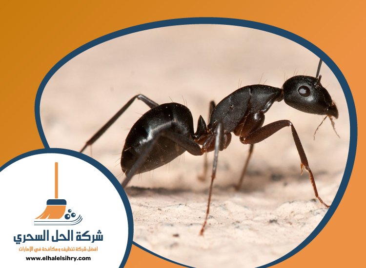 شركة مكافحة النمل في رأس الخيمة 4 شركة مكافحة النمل في رأس الخيمة