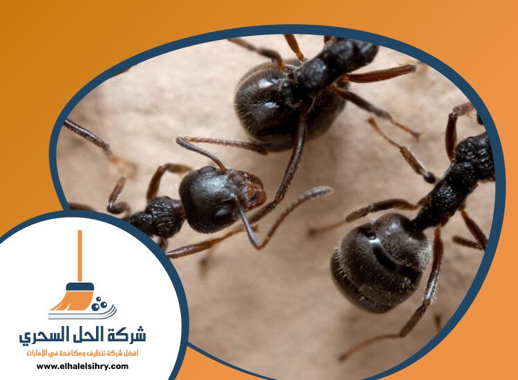 شركة مكافحة النمل في رأس الخيمة 5 شركة مكافحة النمل في رأس الخيمة