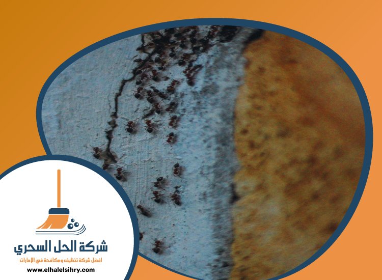 شركة مكافحة الرمة في مرقب 4 شركة مكافحة الرمة في مرقب