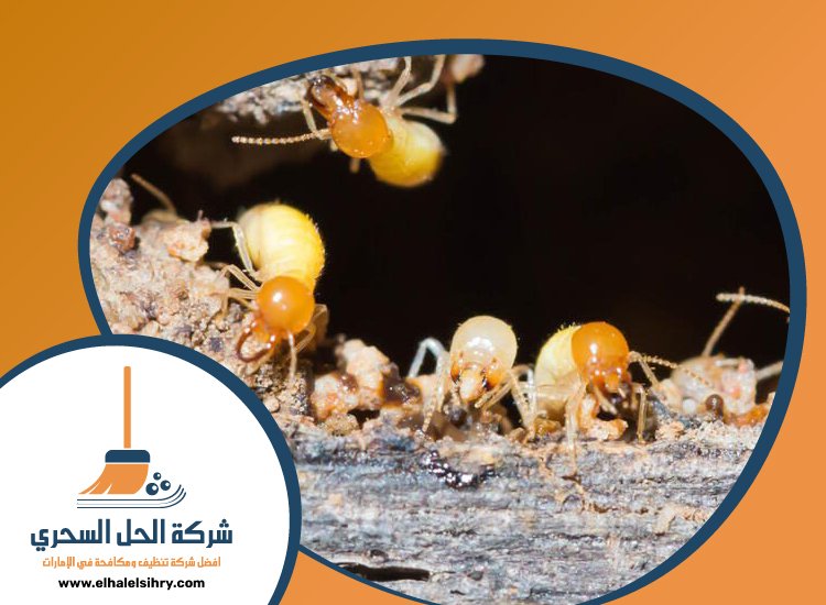 شركة مكافحة الرمة في مرقب 5 شركة مكافحة الرمة في مرقب