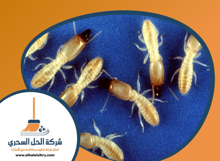 شركة مكافحة الرمة في البطين 3 شركة مكافحة الرمة في البطين