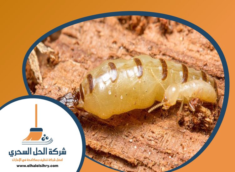 شركة مكافحة الرمة في الخوانيج 5 شركة مكافحة الرمة في الخوانيج