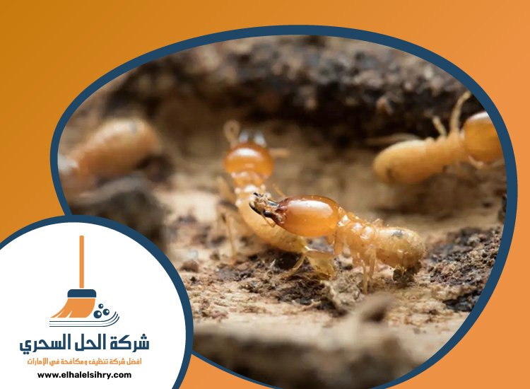 شركة مكافحة الرمة في الخوانيج 4 شركة مكافحة الرمة في الخوانيج